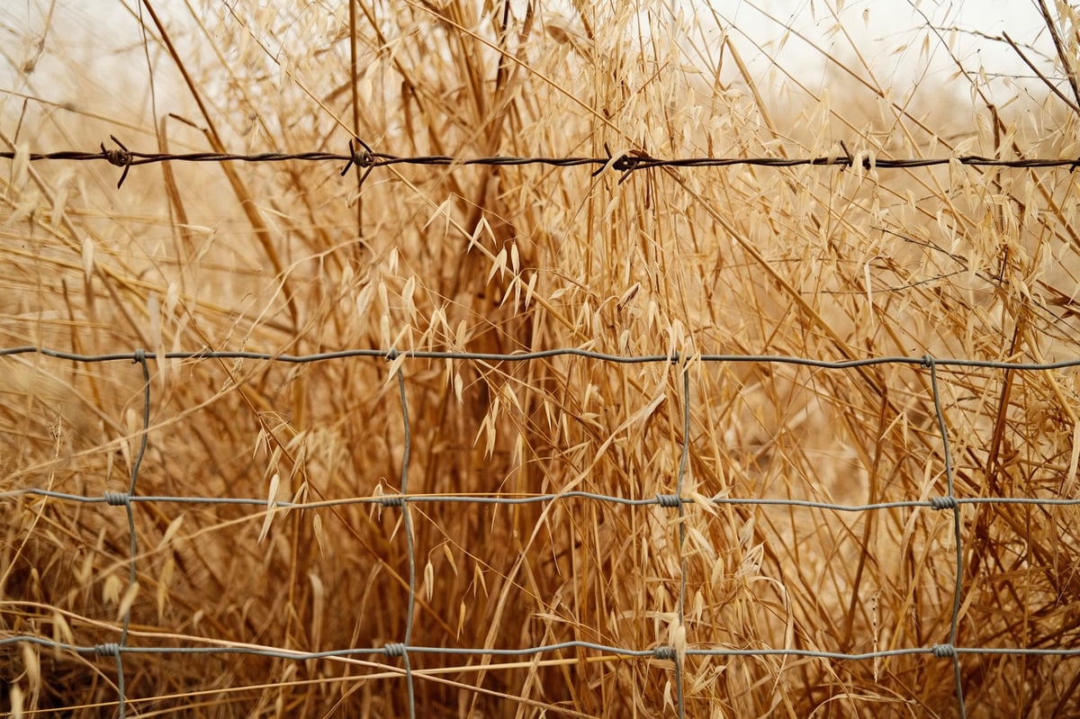 Fields of weeds with a barbed wire fence. 