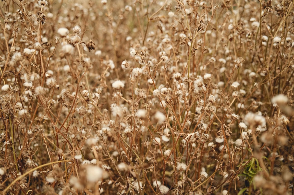 Field of weeds