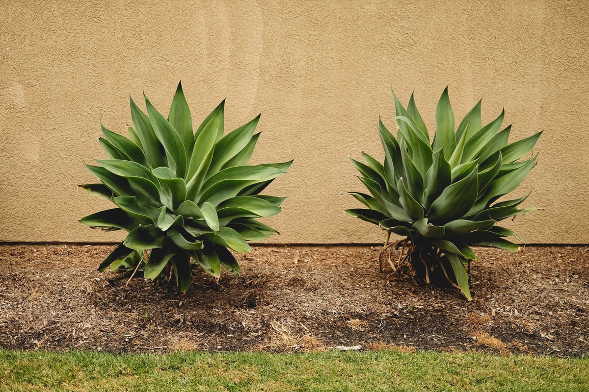 Two plants side by side