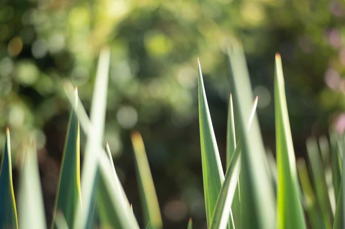 Pergear 50mm f1.8 Bokeh Sample