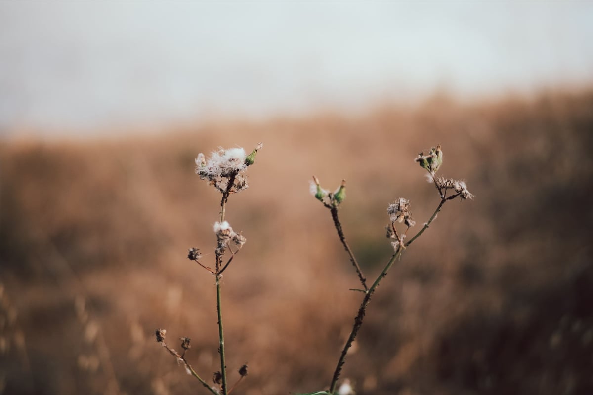 Closeup of weeds showing smooth background bokeh.