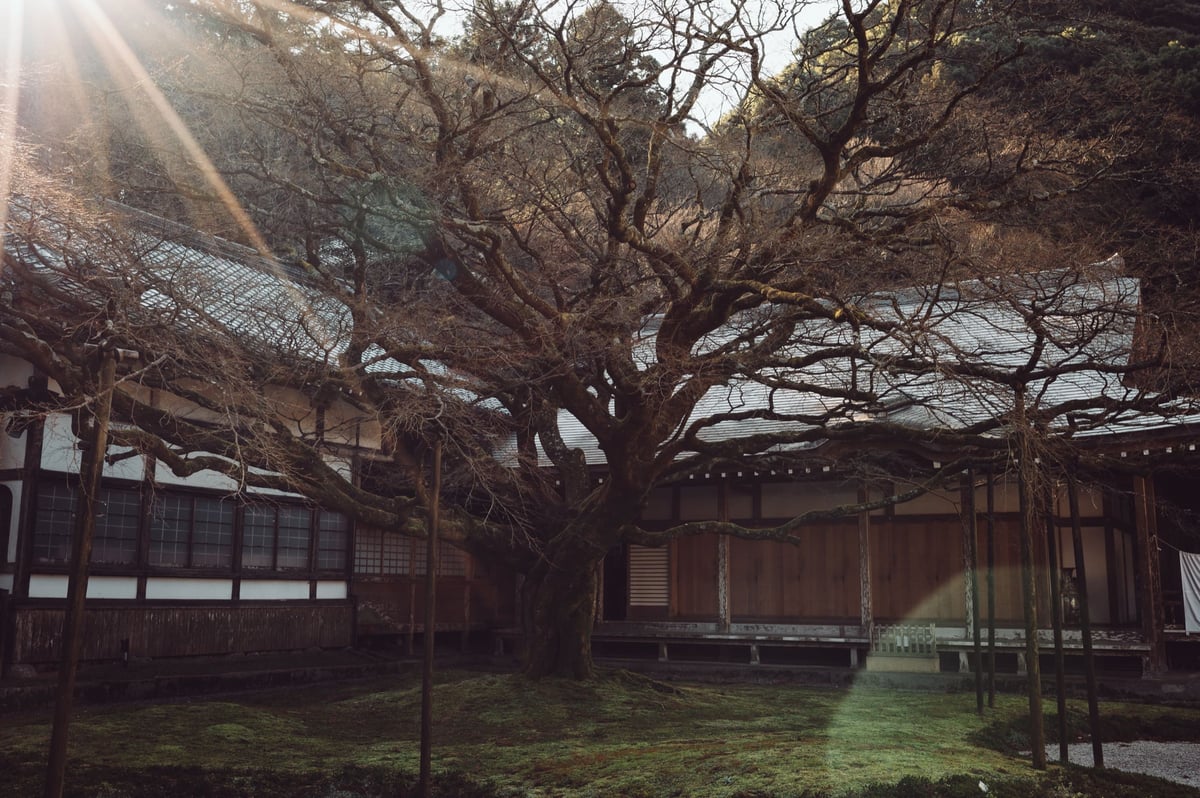 Nikon 35mm f1.8 Flaring Ghosting Sample