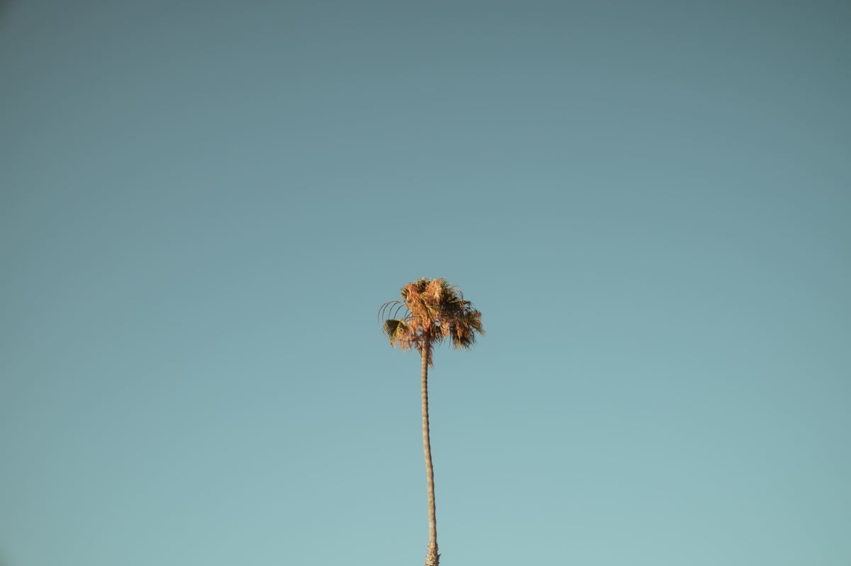 Lone Palm Tree