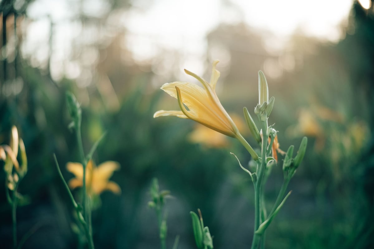 Bokeh Sample from Pergear 35mm f1.2