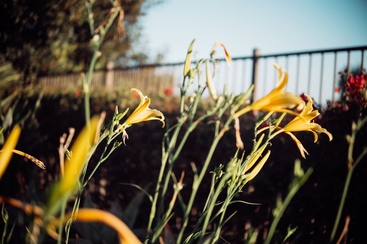 Bokeh Sample from Pergear 35mm f1.2