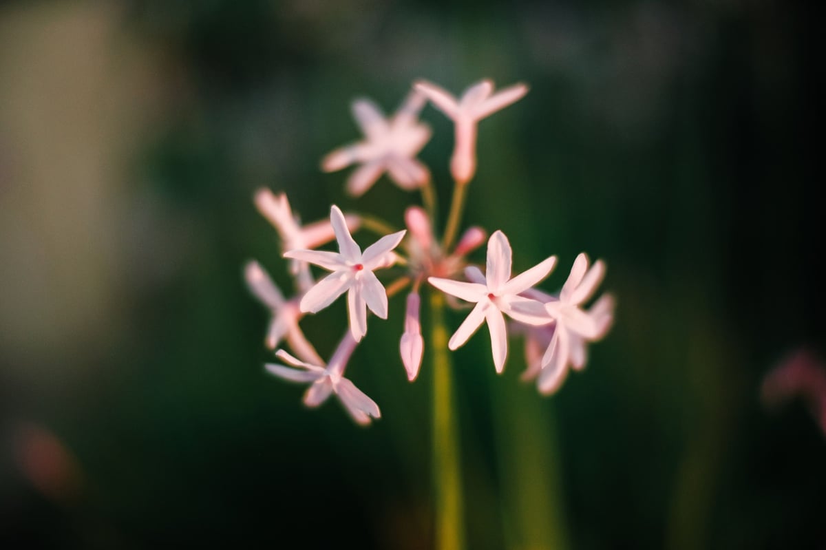 Bokeh Sample from Pergear 35mm f1.2