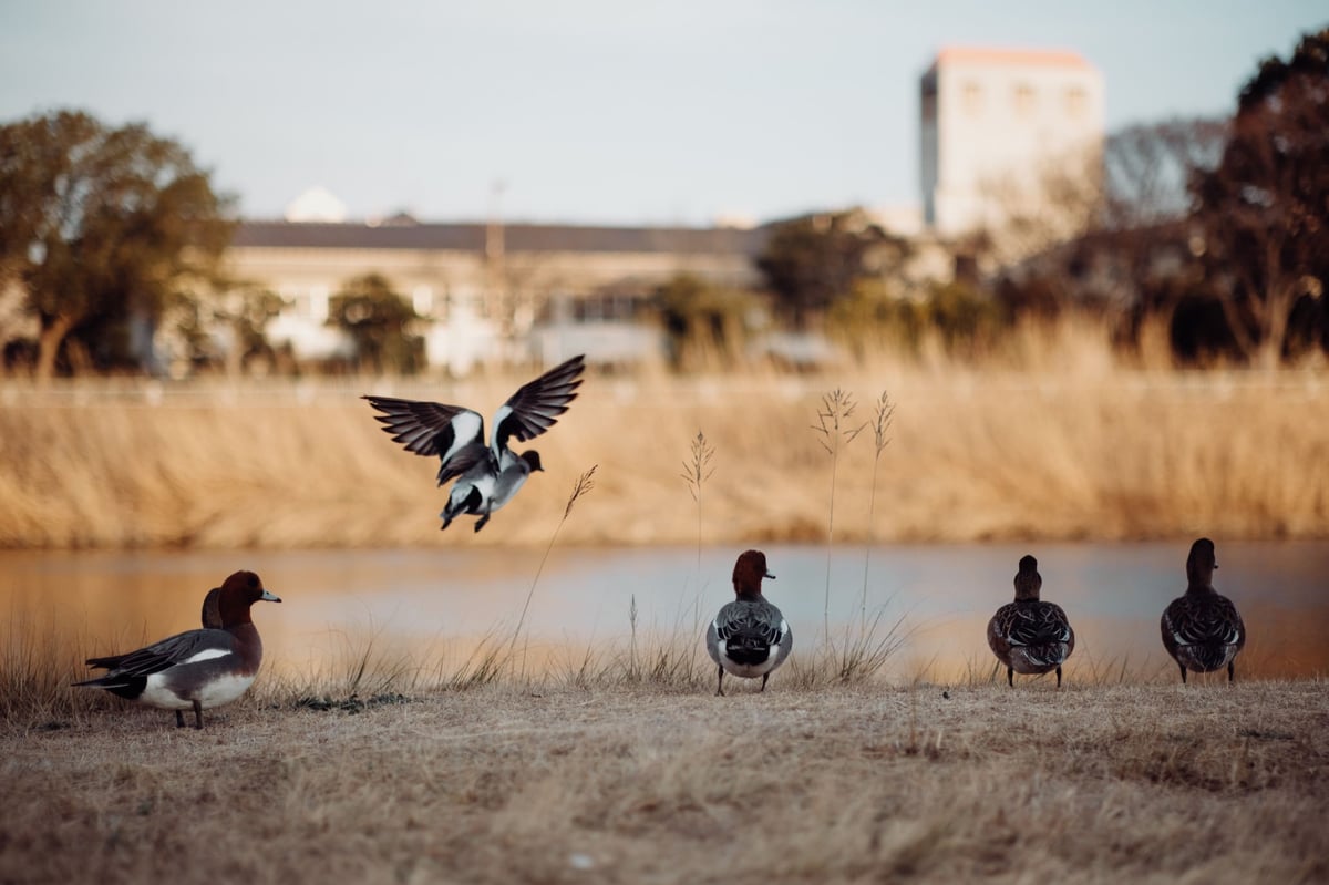 TTArtisan 50mm f1.2 Sample of Ducks