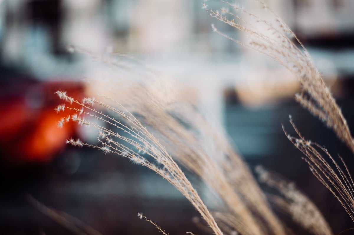 TTArtisan 50mm f1.2 Color & Bokeh Sample of some plants