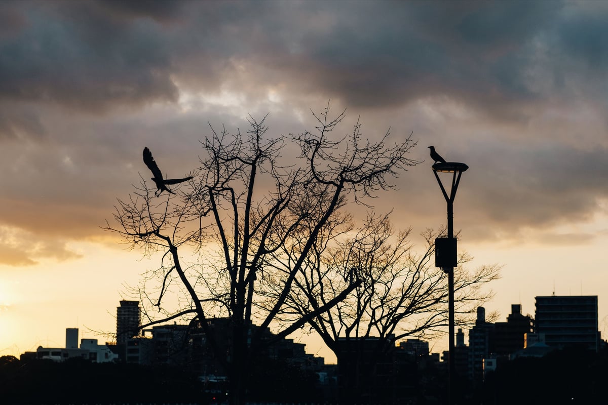 TTArtisan 50mm f1.2 Sample Birds in a Tree
