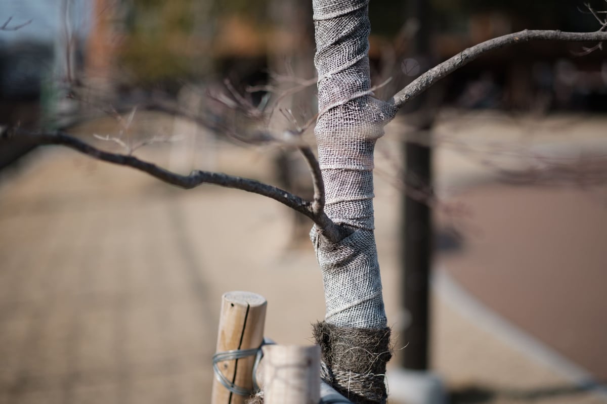 TTArtisan 50mm f1.2 Bokeh Sample