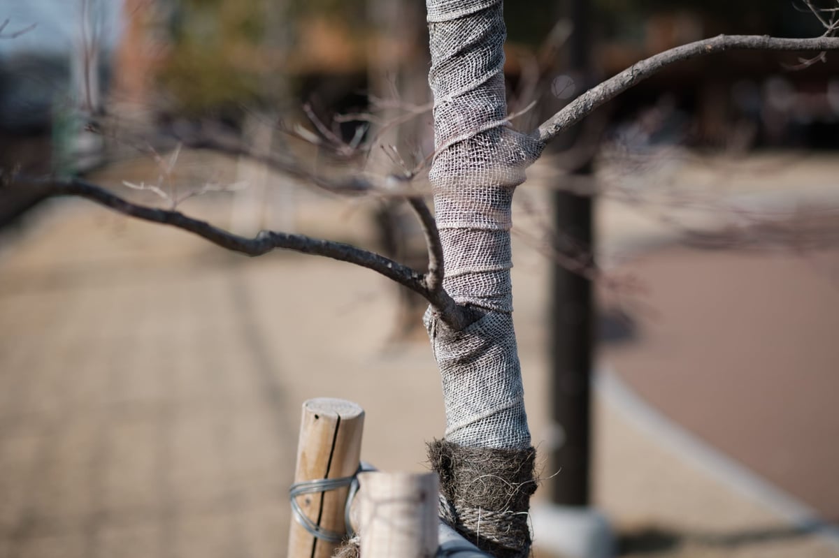 TTArtisan 50mm f1.2 Bokeh Sample