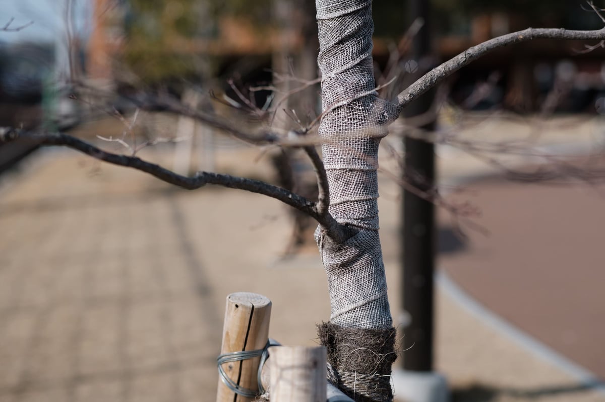 TTArtisan 50mm f1.2 Bokeh Sample