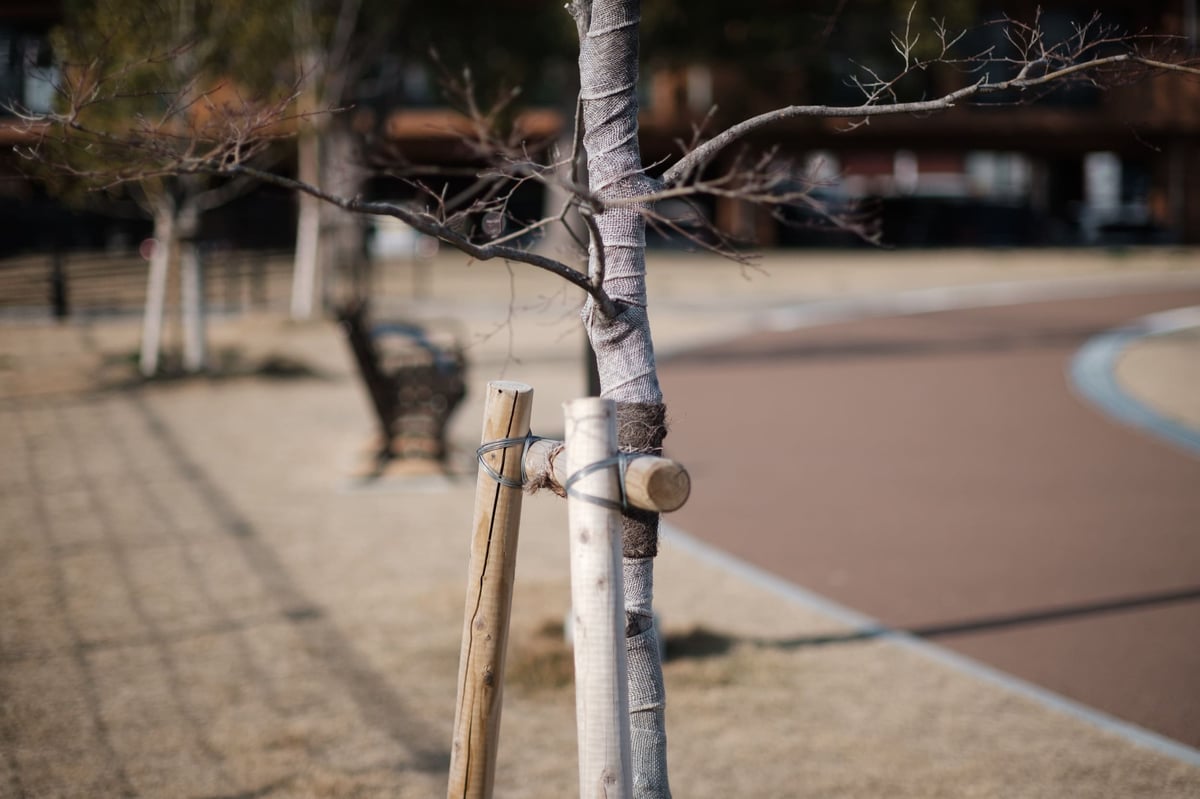 TTArtisan 50mm f1.2 Bokeh Sample