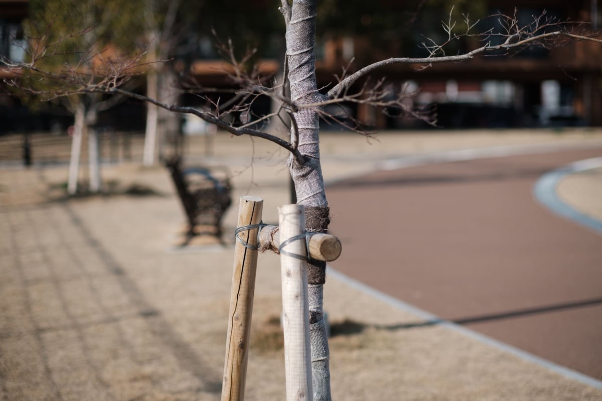 TTArtisan 50mm f1.2 Bokeh Sample