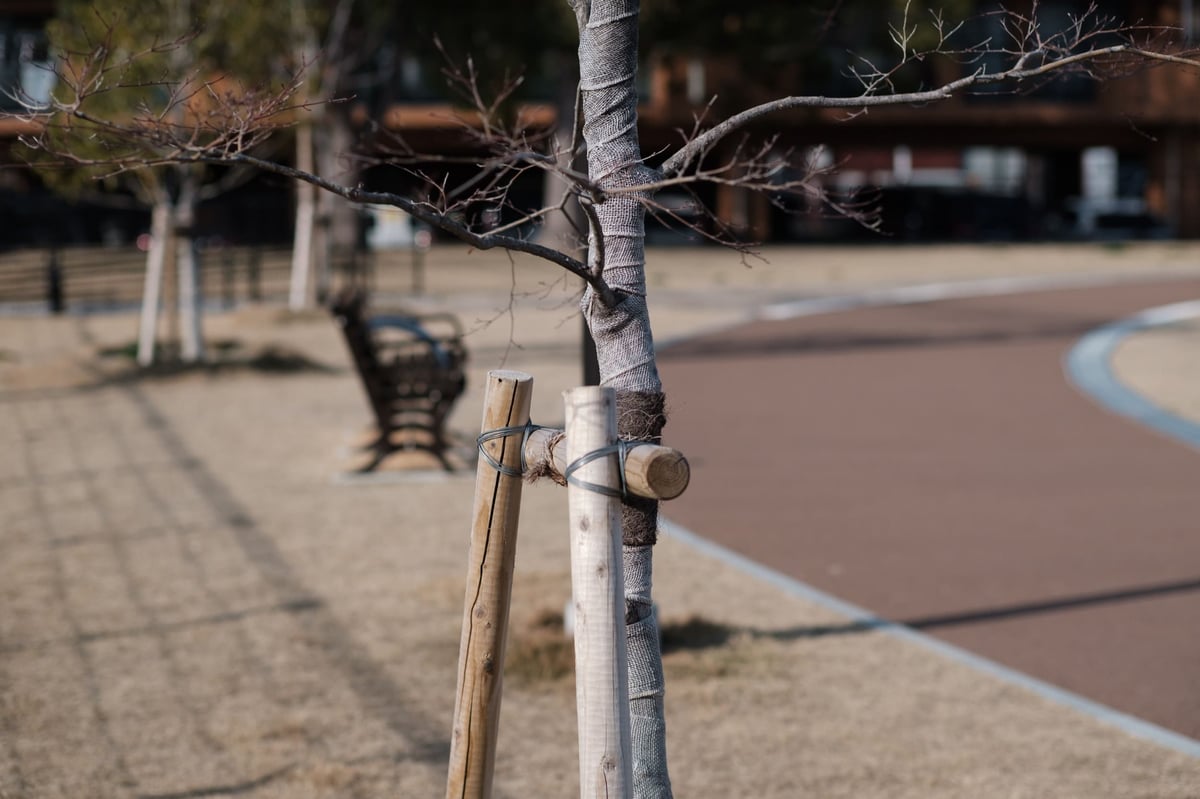 TTArtisan 50mm f1.2 Bokeh Sample