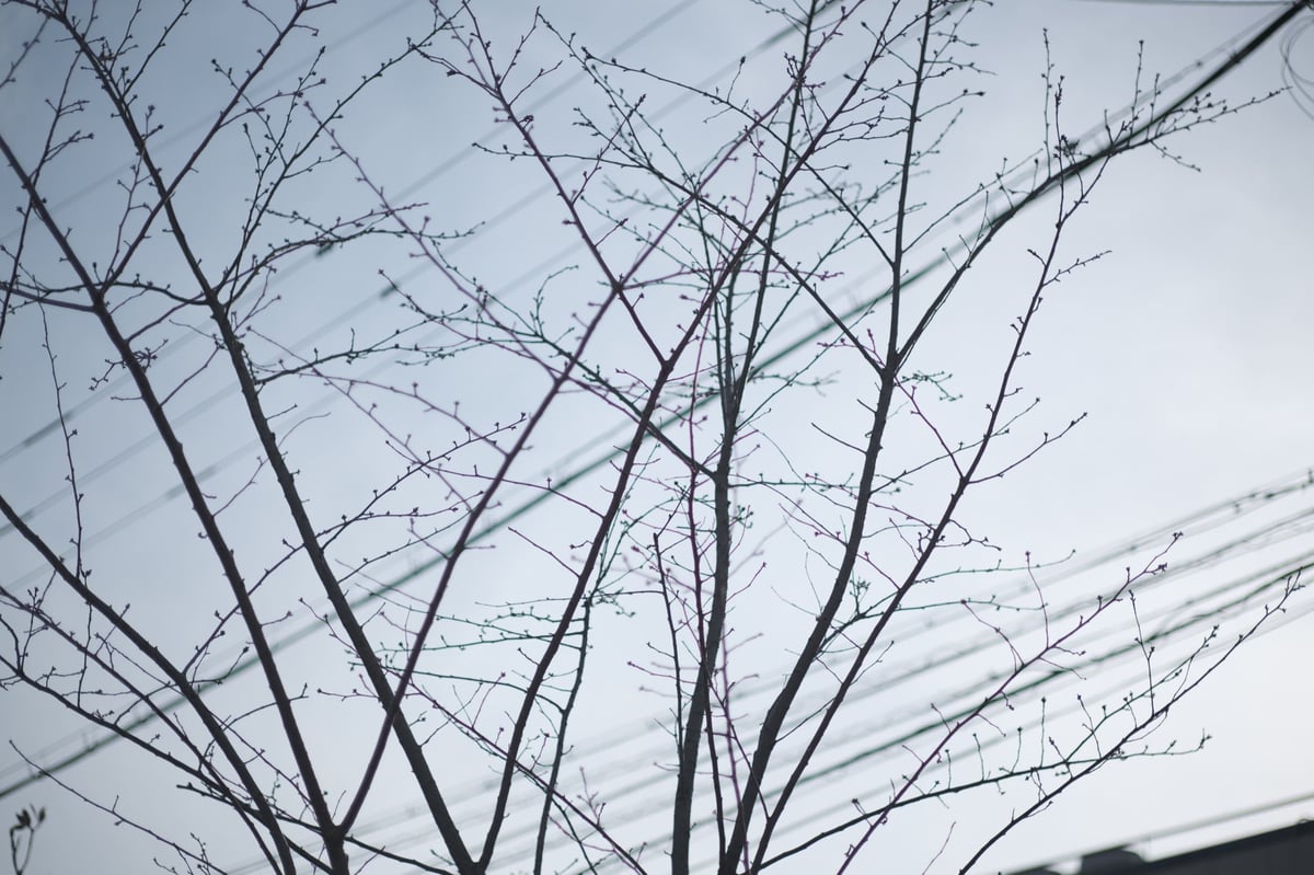 TTArtisan 50mm f1.2 Chromatic Aberrations Sample