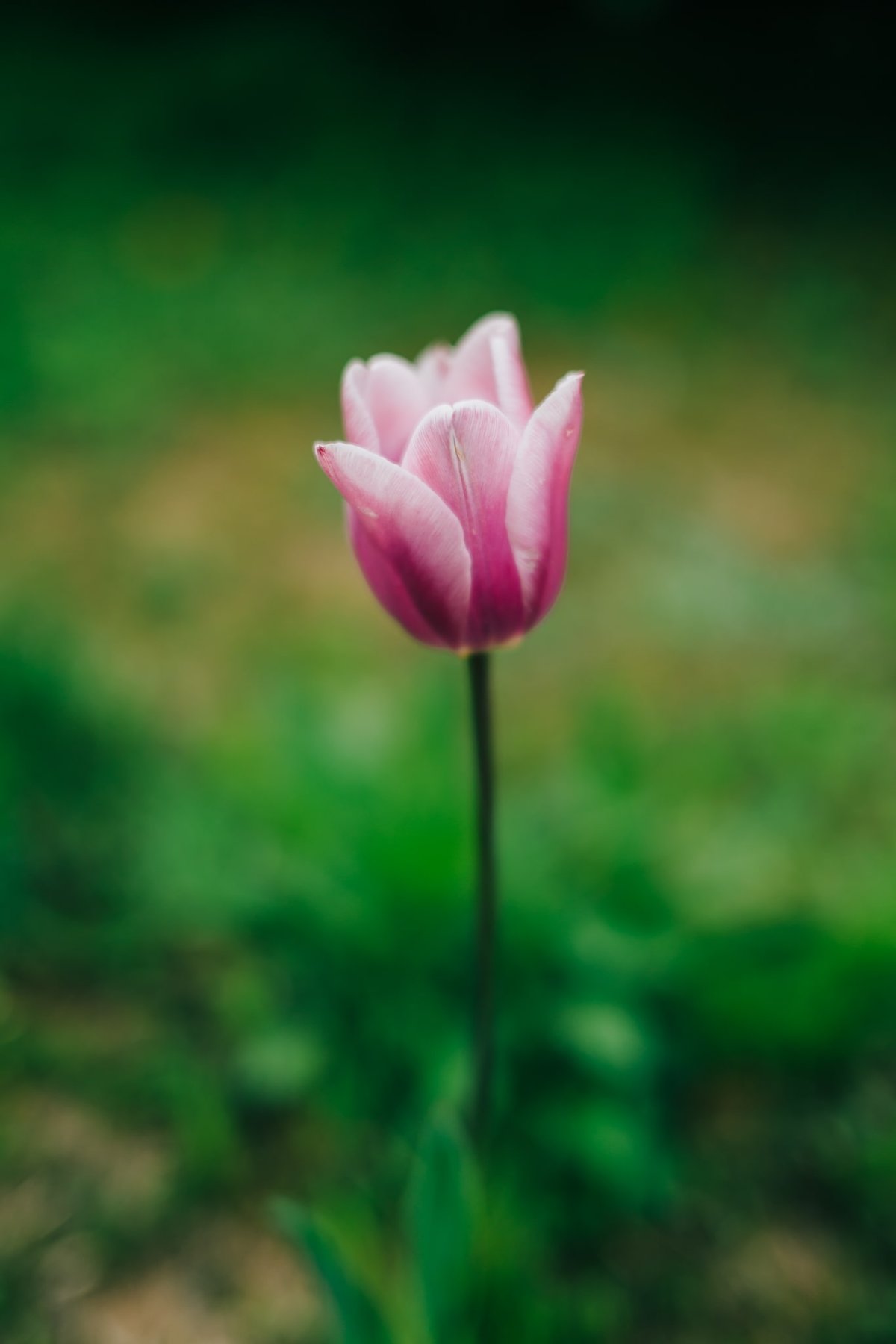A flower on Nokonoshima with the Glimmerglass 1/4