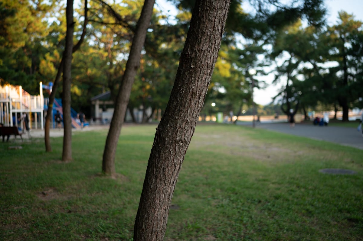 Bokeh at f1.8 Medium Distance