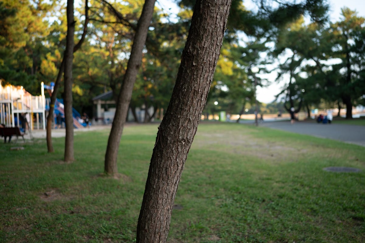 Bokeh at f2 Medium Distance