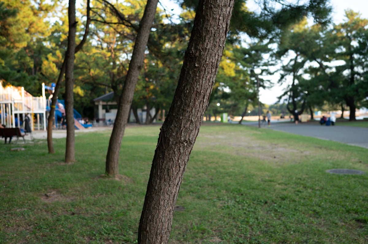 Bokeh at f2.8 Medium Distance