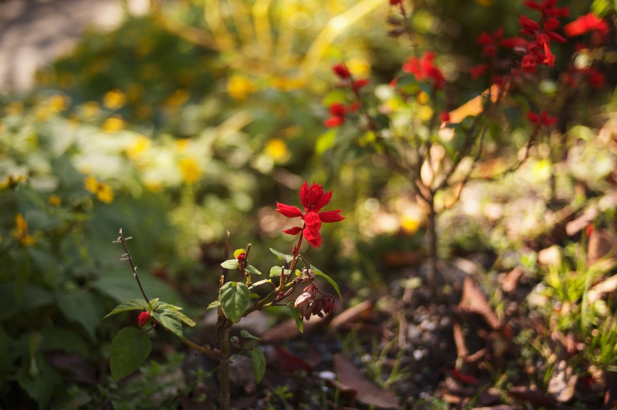 unedited sample photo of a flower