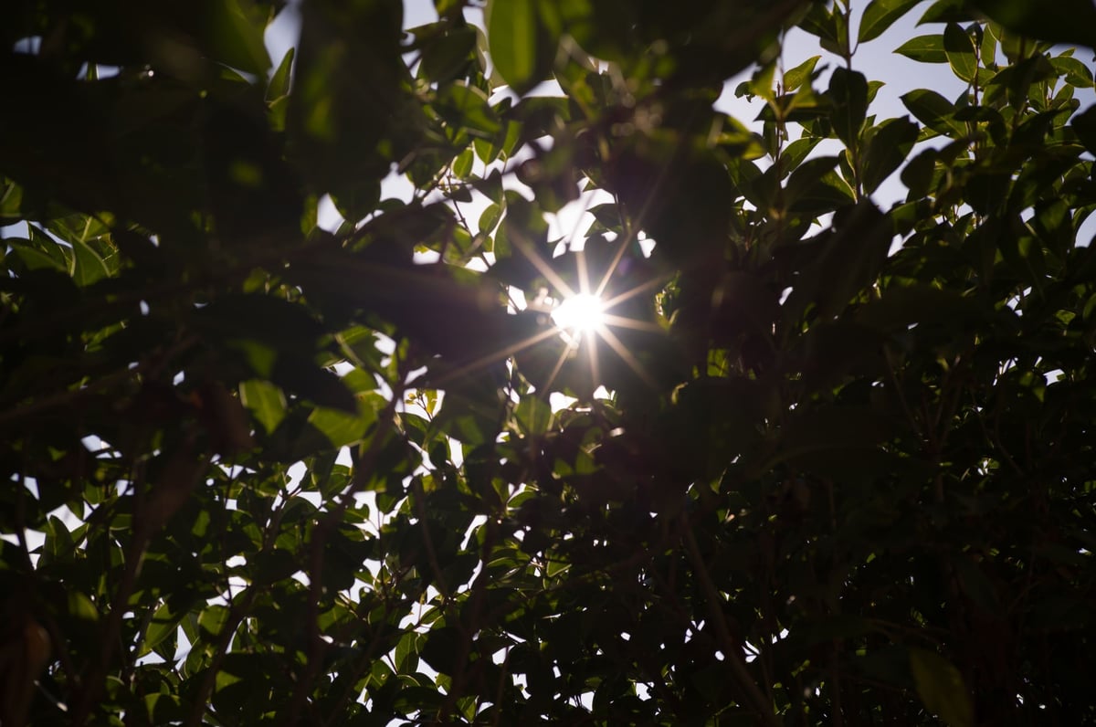 Voigtlander 35mm f2 Sunstars