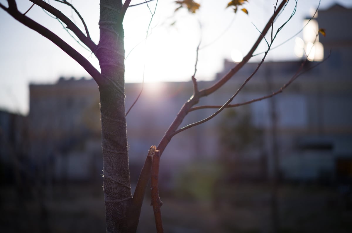 Voigtlander 50mm f1.5 II Chromatic Aberrations