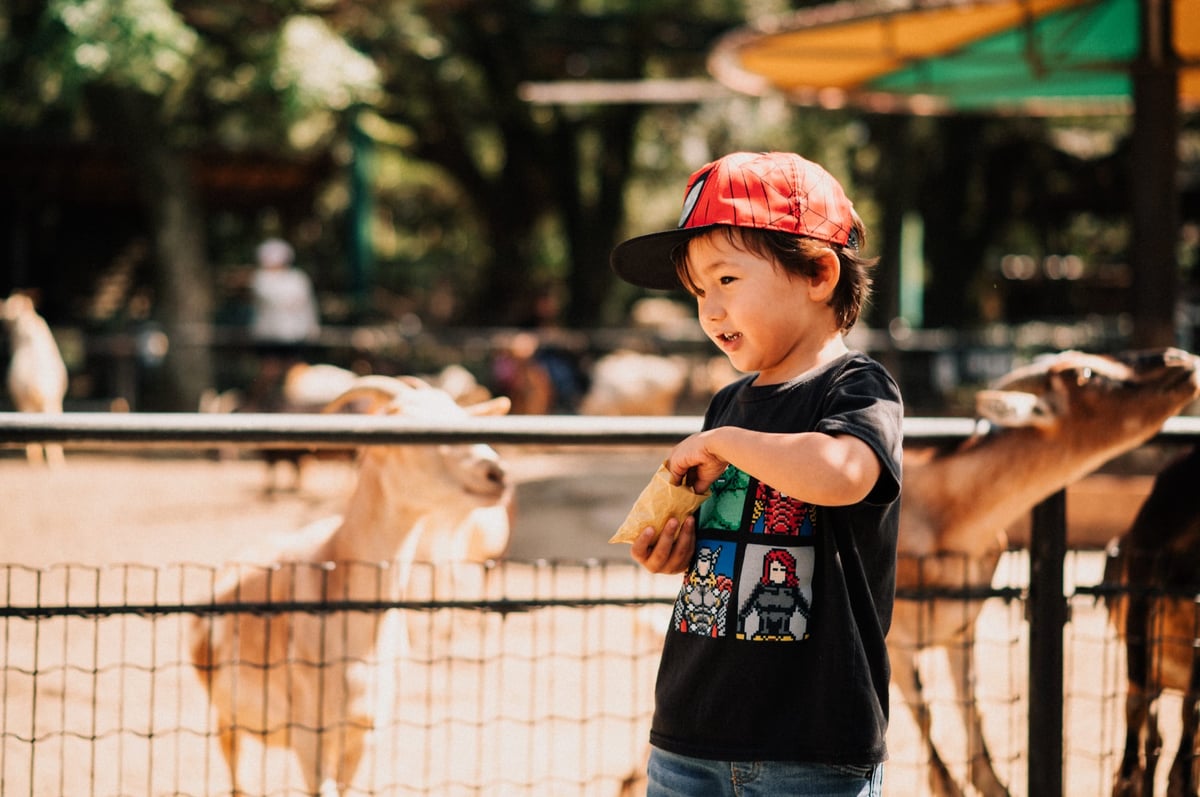 boy feeding animals