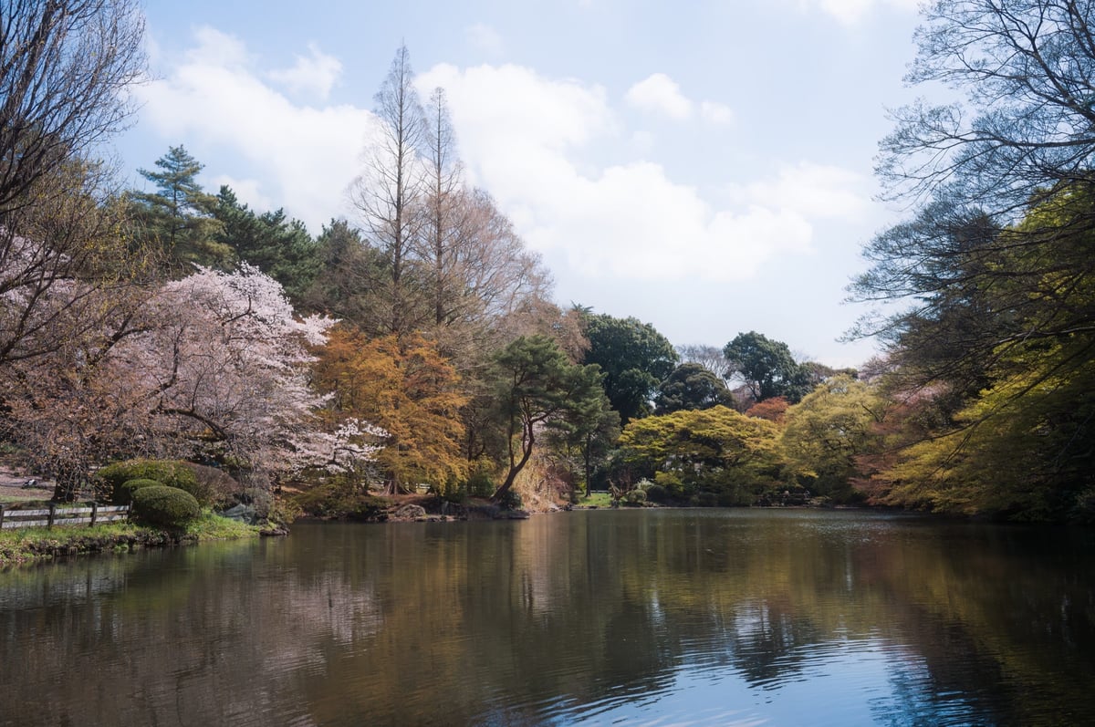 Cherry Blossoms with Orton Effect applied in Photoshop.