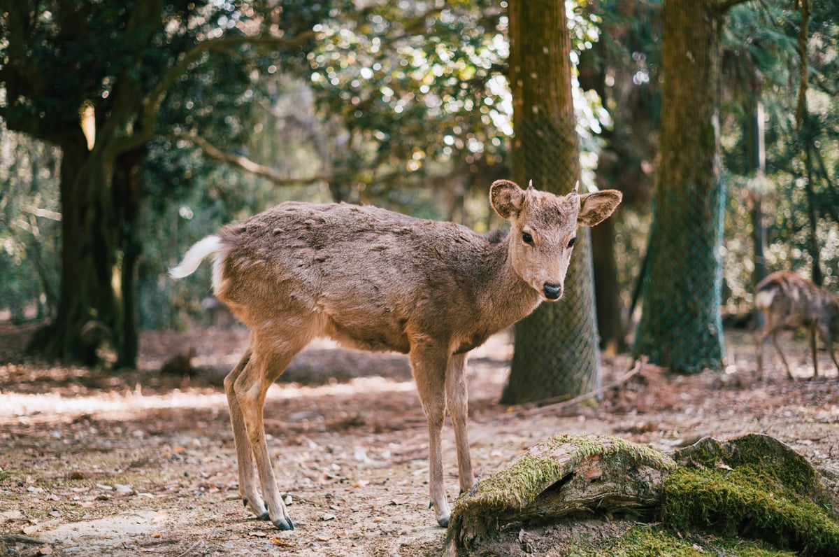 Bokeh Sample of a Deer in Nara Japan