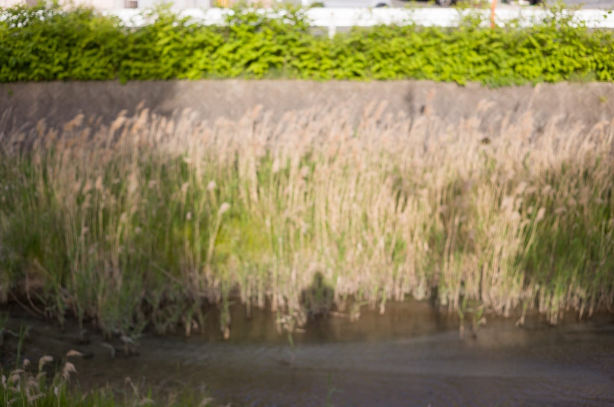 Bokeh Sample 10 Feet Focus @ f2.8