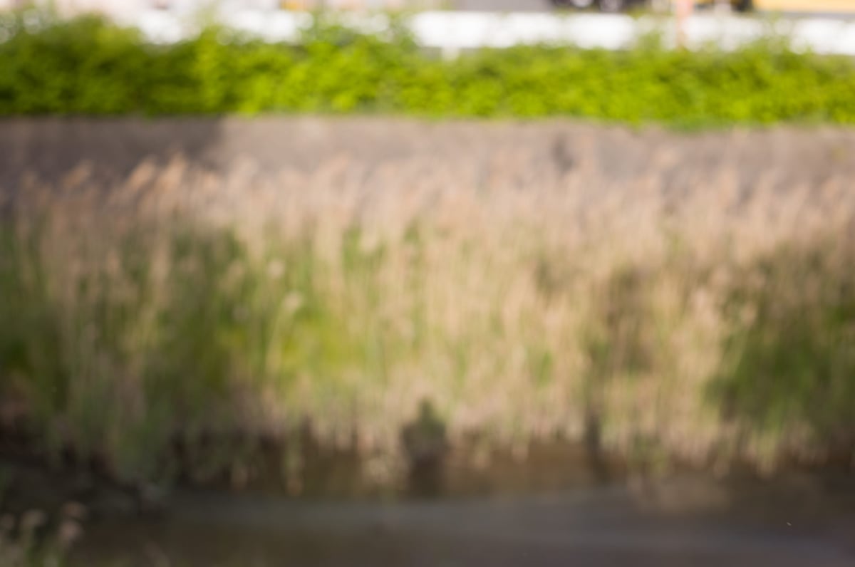 Bokeh Sample 3 Feet Focus @ f4