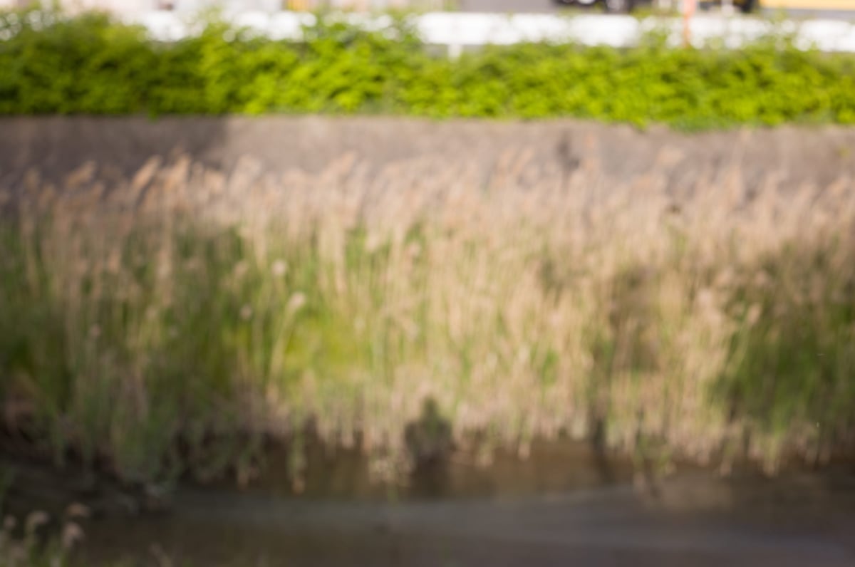 Bokeh Sample 3 Feet Focus @ f5.6