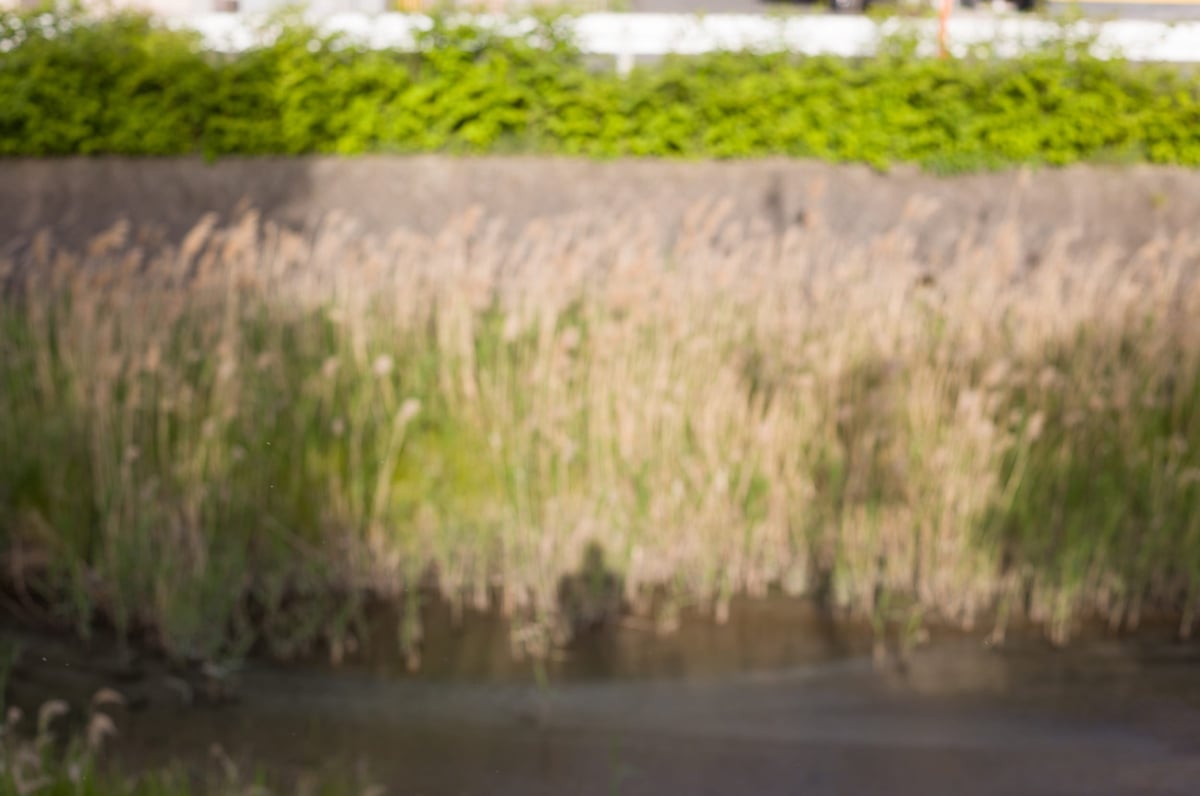 Bokeh Sample 5 Feet Focus @ f4