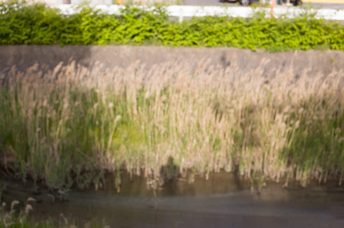 Bokeh Sample 5 Feet Focus @ f5.6