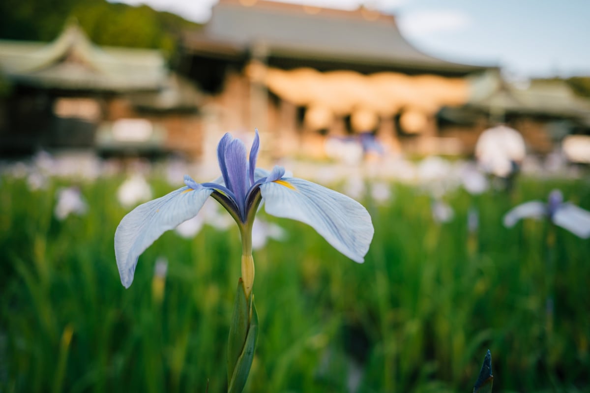 Nikon Z8 New & Improved Color Science