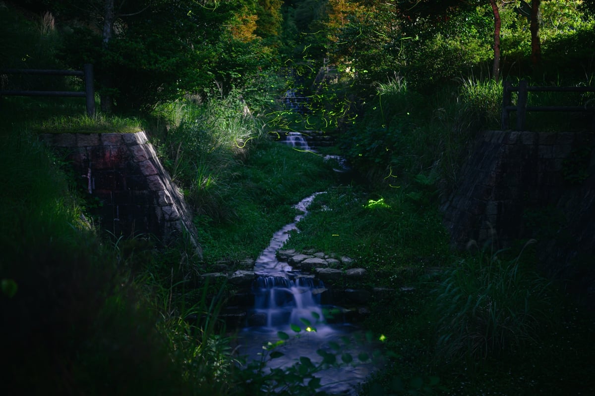 Fireflies in Fukuoka.