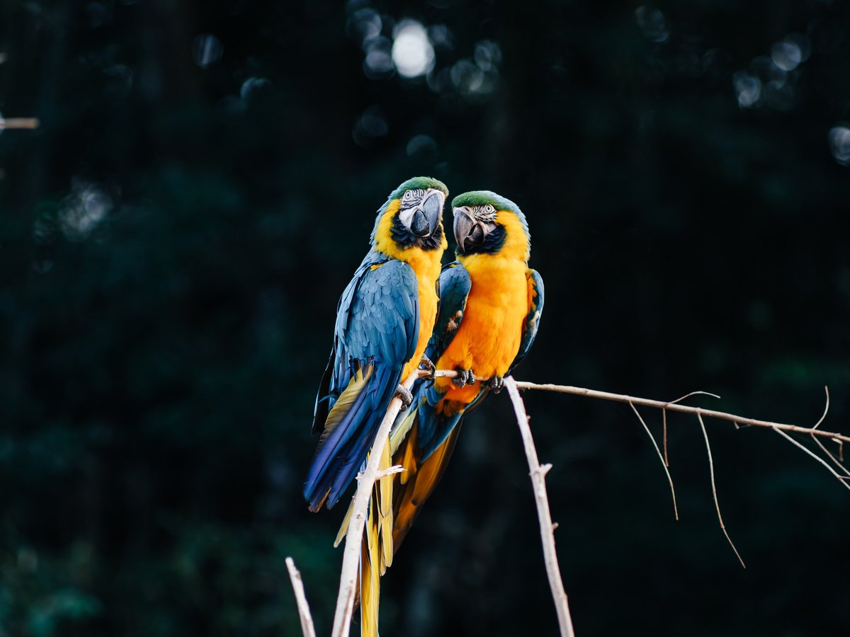 Parrots Posing