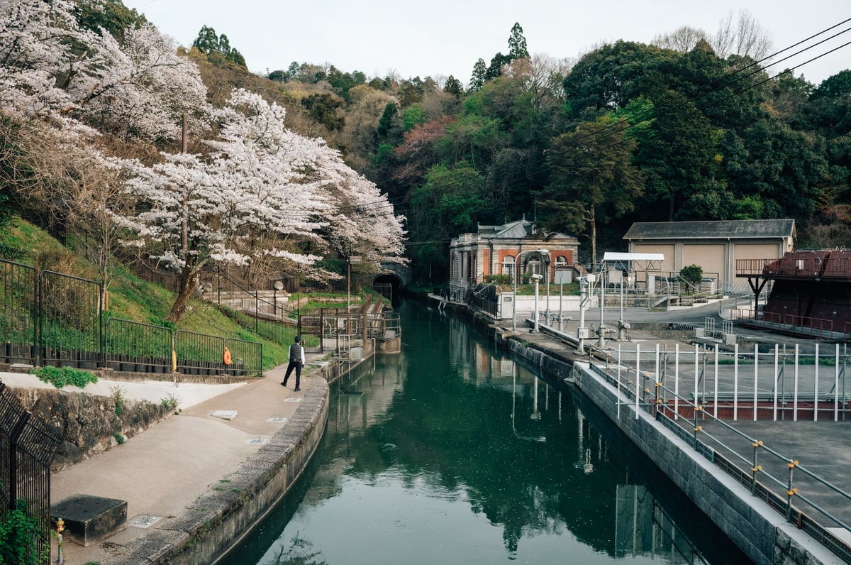 Kyoto Cherry Blossoms