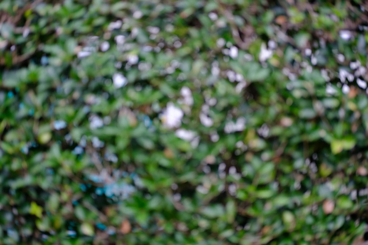 Fujifilm 35mm f2 Cats Eye Swirling Bokeh Sample