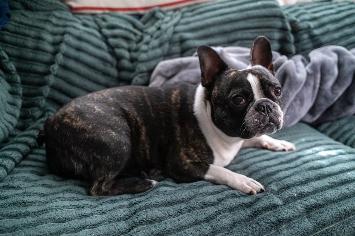Dog sitting on couch.