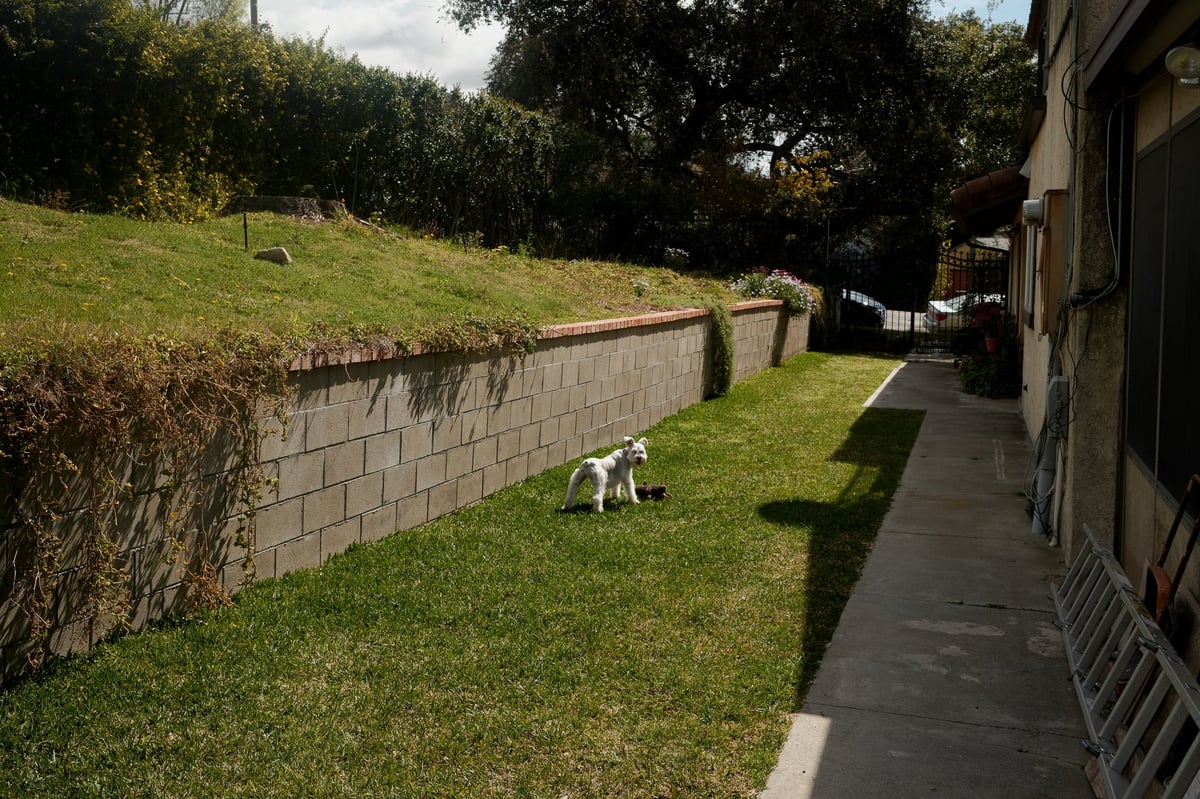 A dog roaming free in a backyard.