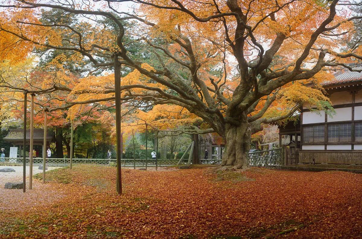 Raizan Sennyoji Daihioin Temple