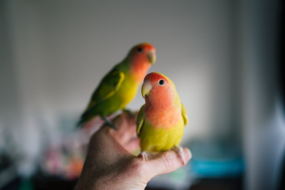Two Little Love Birds