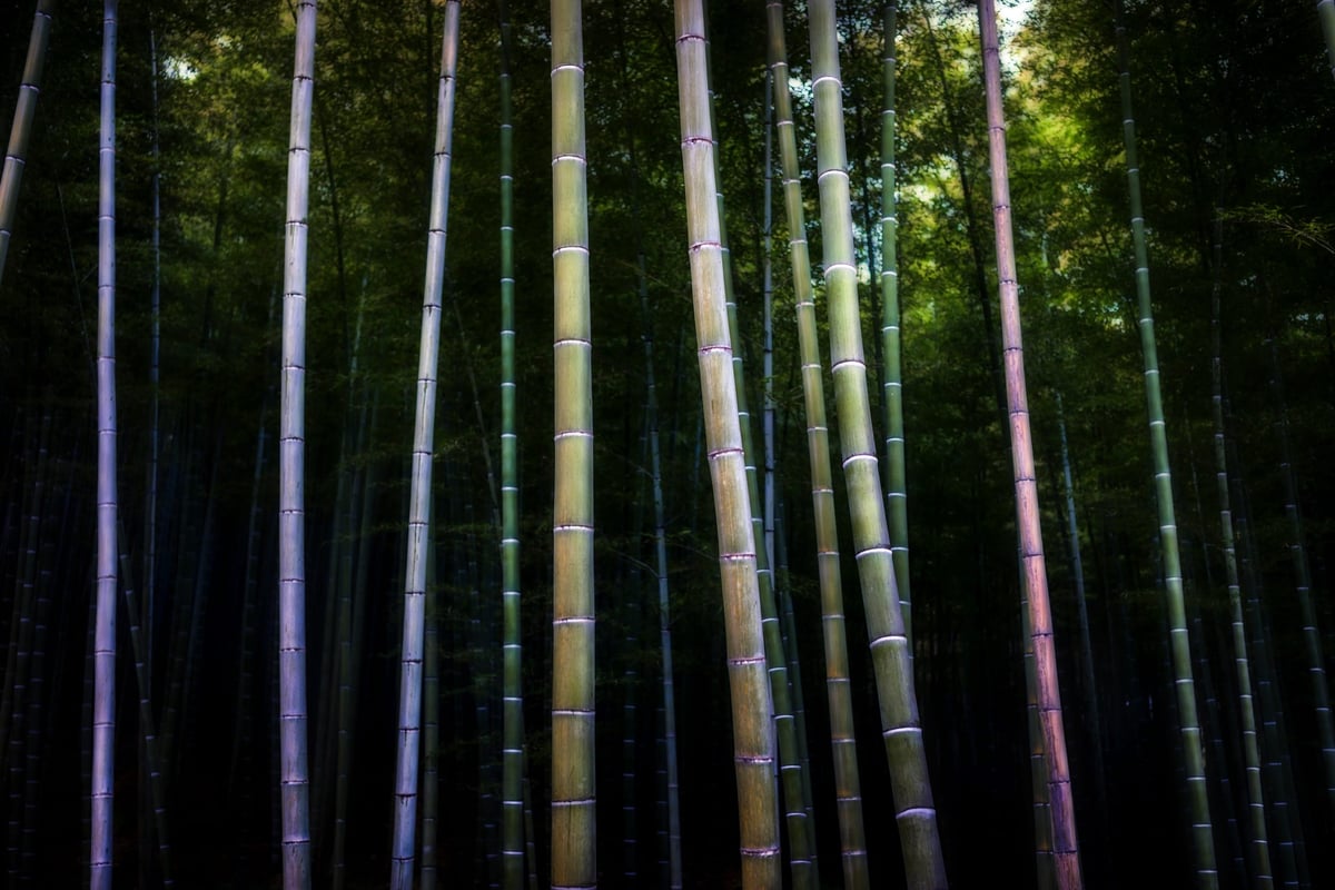 Kyoto Tenryuji Bamboo Forest