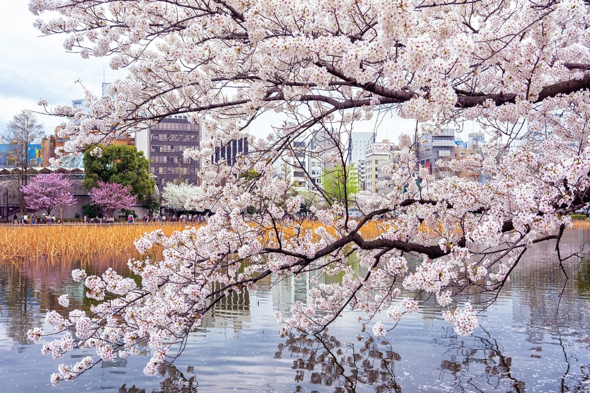Sakura Explosion – Tokyo Japan