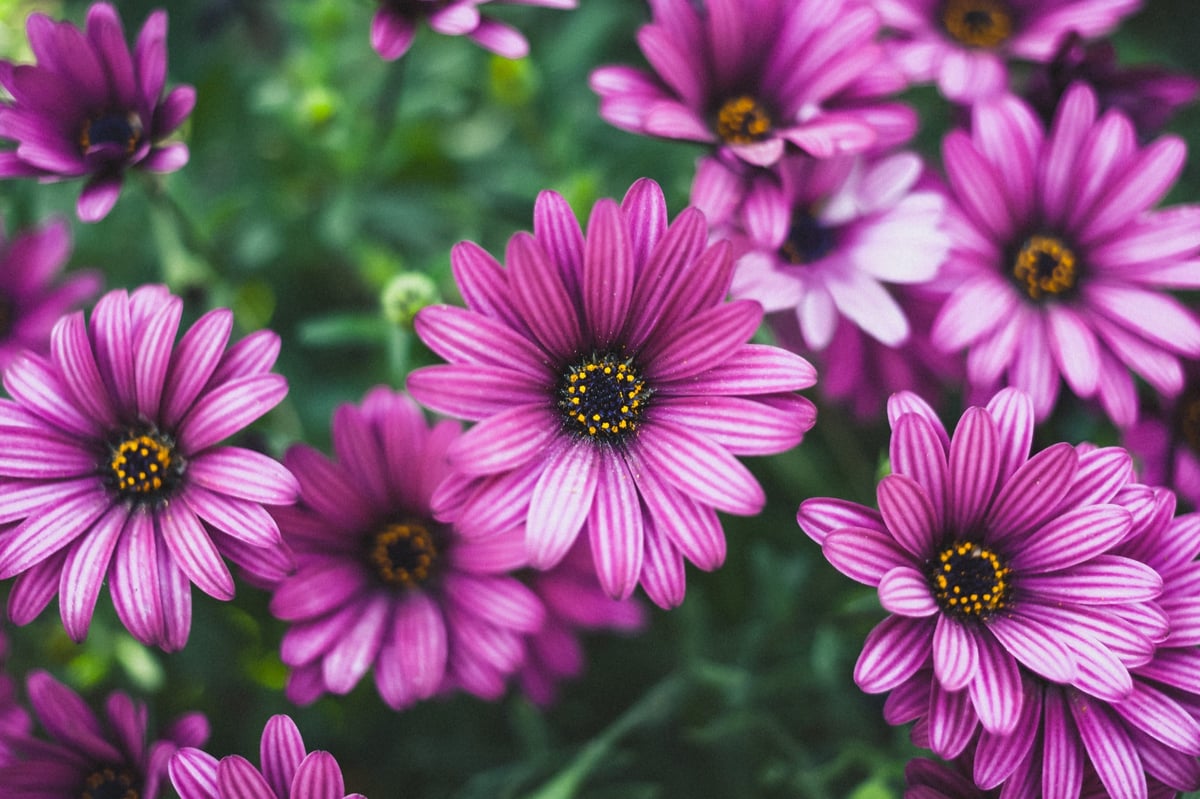 California Purple Daisies