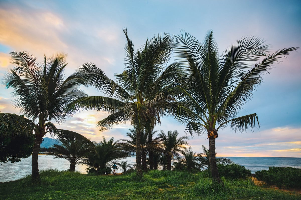 Hawaii Oahu Palms