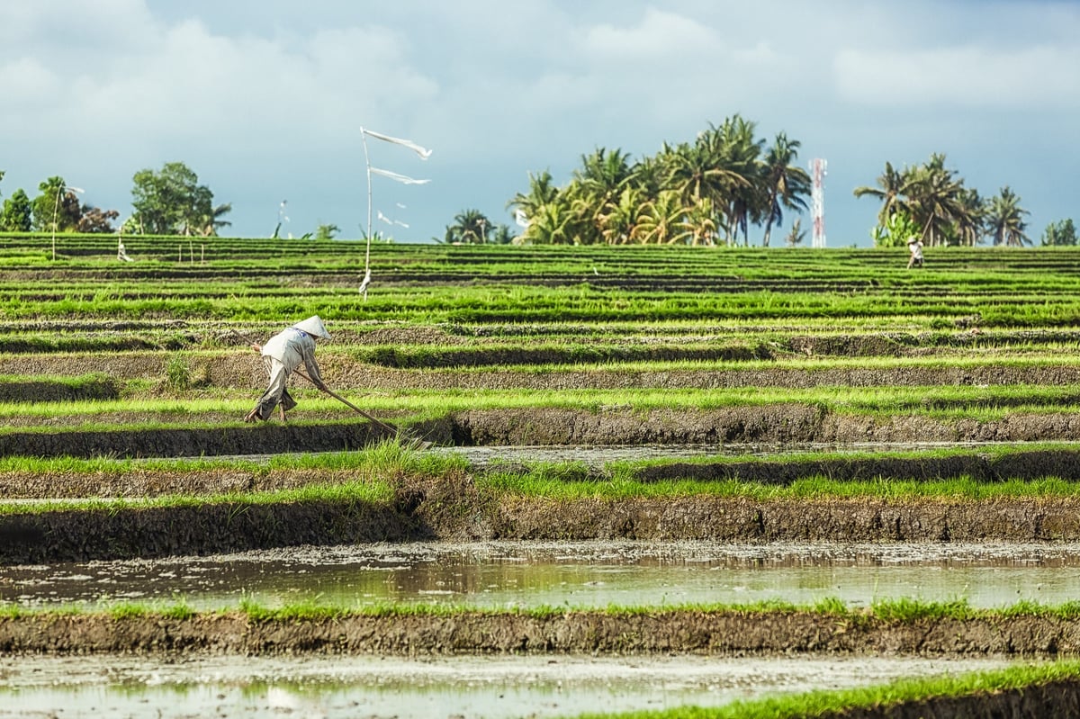 Bali Rice Farmer