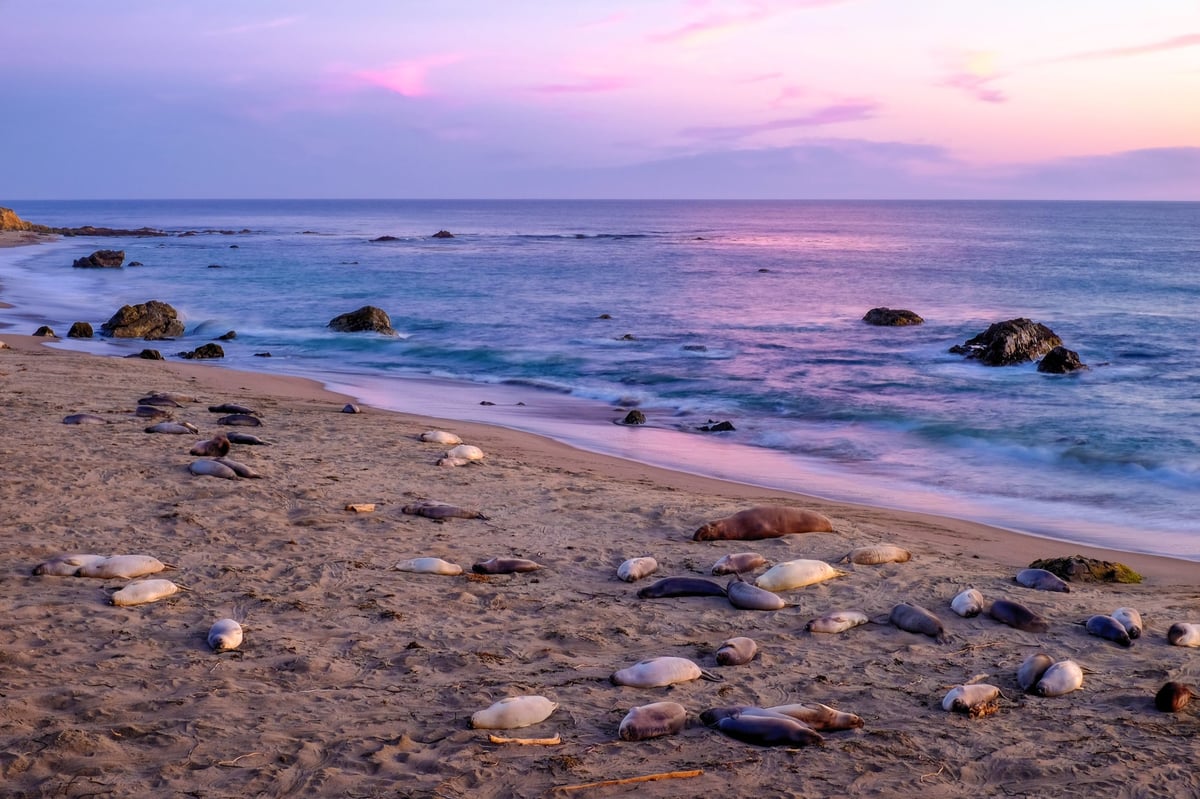 Sleeping Elephant Seals Elephant Seals Sleeping
